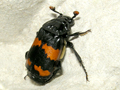 Nicrophorus investigator